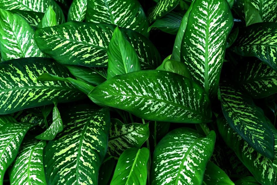Dieffenbachia: toxic, maintain, multiply  [SCHNER WOHNEN] | by aynur  gulsena | Medium