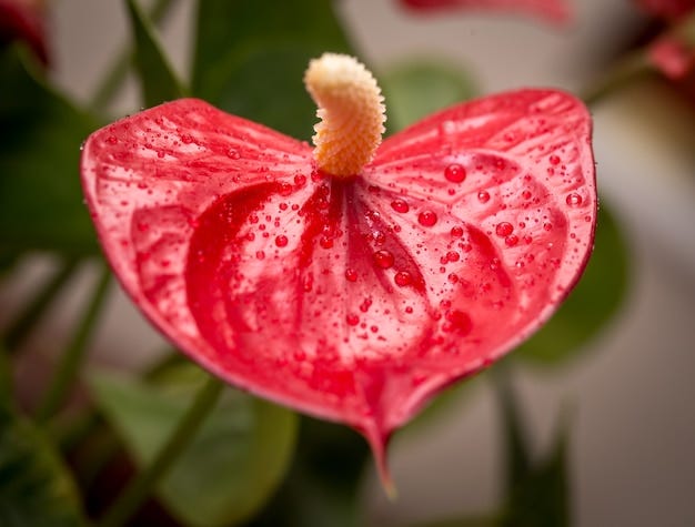 The pendent species of Anthurium sect. Porphyrochitonium from Costa Rica  and Panama: synopsis, nomenclatural notes, new species, and conservation  status | by University of Florence | Medium