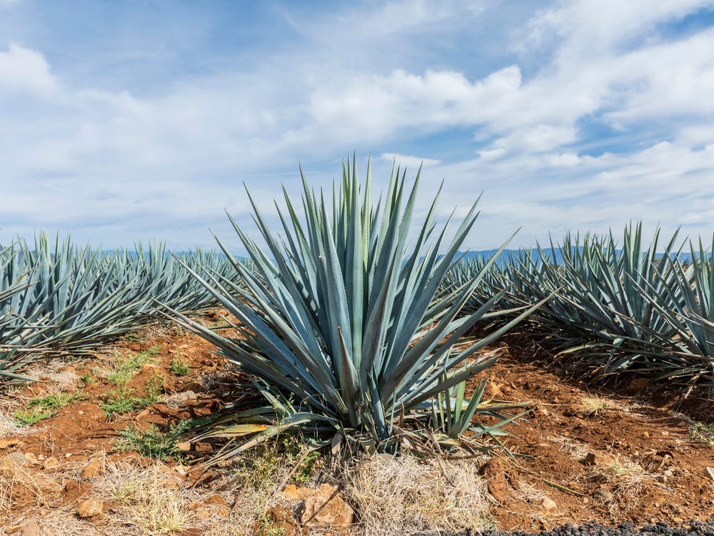THE AGAVE PLANT: GIFT FROM THE GODS AND TEQUILA SPIRIT | by Sandra  Schindler | Medium