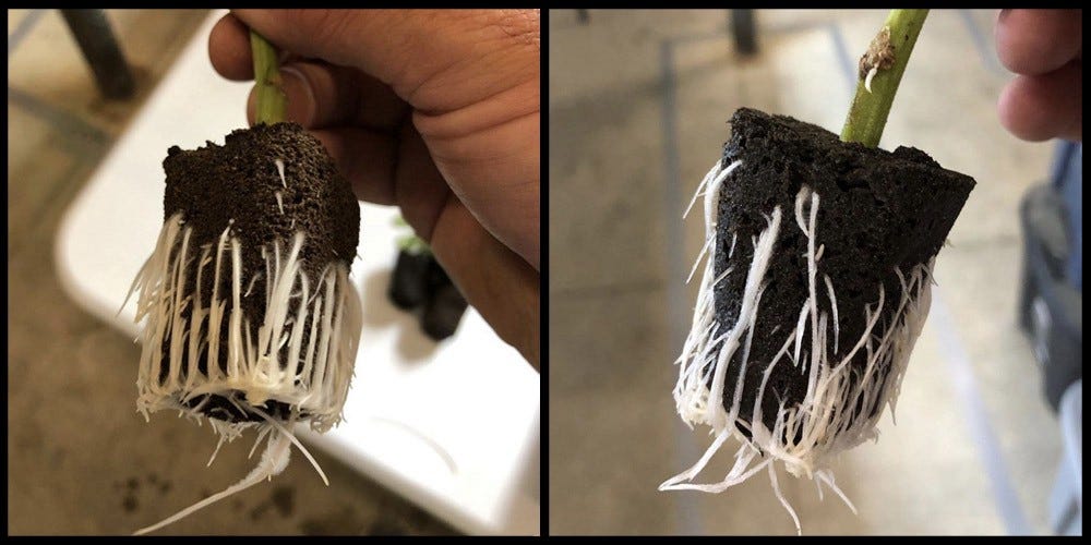 Cloning, Infant Plant Feeding, and The Difference Quality Cloning Gel Makes  | by Ben Owens | My420Cents | Medium