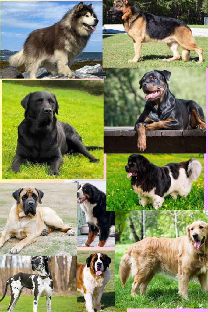 Bigger Breeds of Dogs: Majestic Giants Revealed