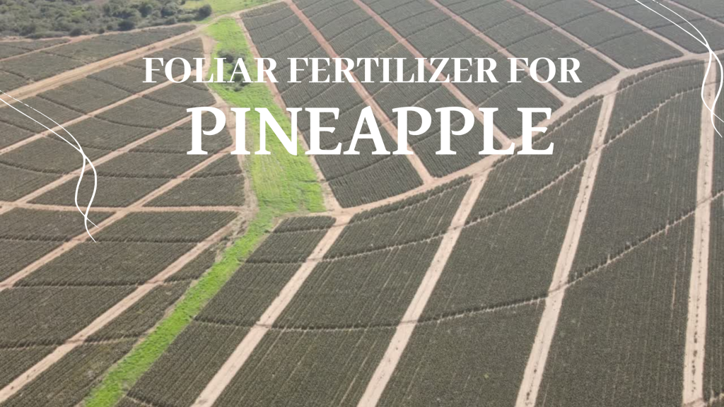 FOLIAR APPLICATION FOR PINEAPPLE PRODUCTION | by Suzie The Agronomist |  Medium