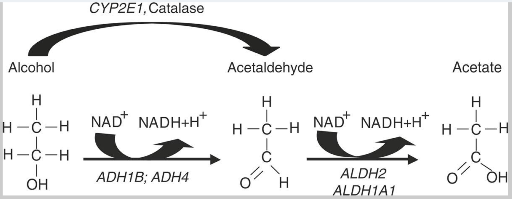 n acetyl cysteine Hangover — NAC for Liver | by researchhangovers