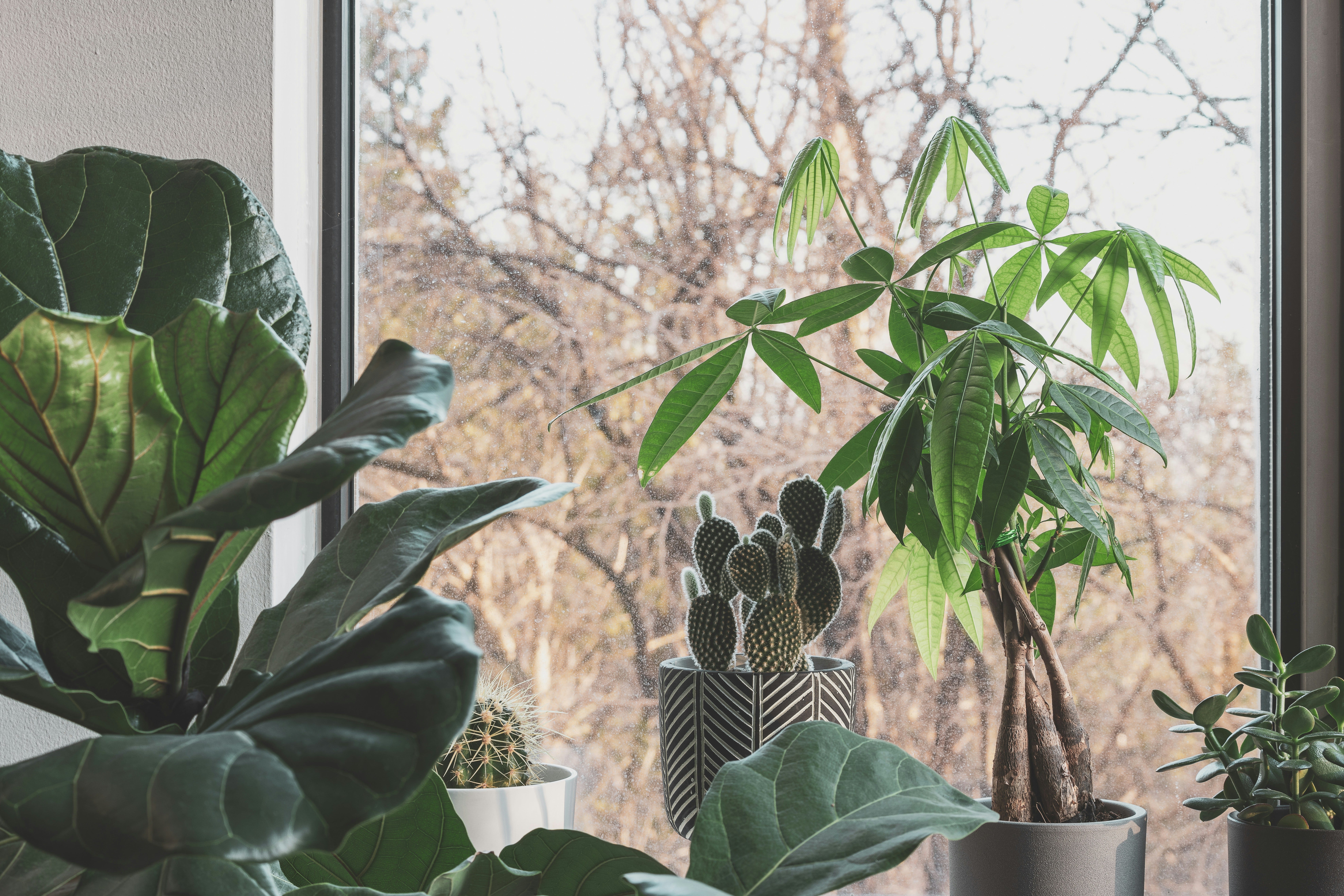 10 Plants That Attract Money, Wealth, Abundance, and Prosperity  | by  Naouress Akrouti | The Golden Words | Medium