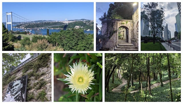 Plants in the City  Istanbul. Original post by Paul Alfrey can be | by  Polyculture Sara | Medium