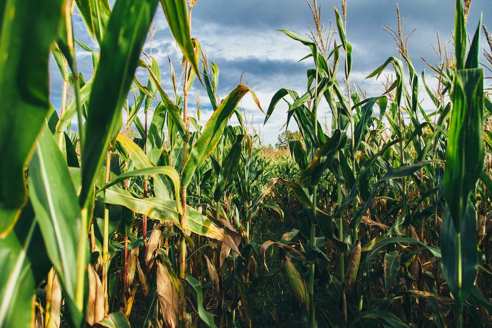 The Global Food Crisis: Addressing Disease with Computer Vision
