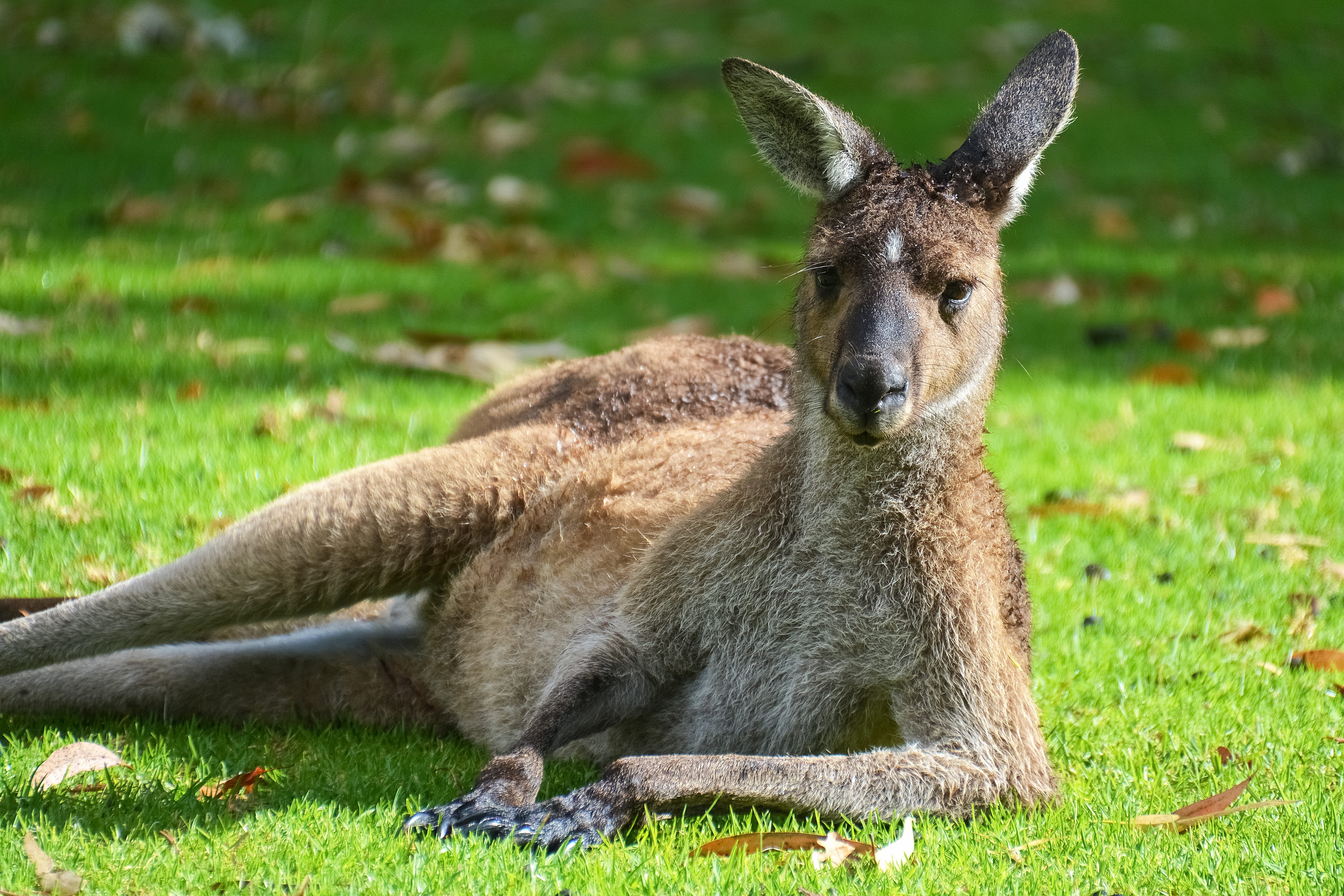 Kangaroos Are Creepy Mammal Monsters | by Nadja Scarlett | The Haven |  Medium, image size:5701x3802