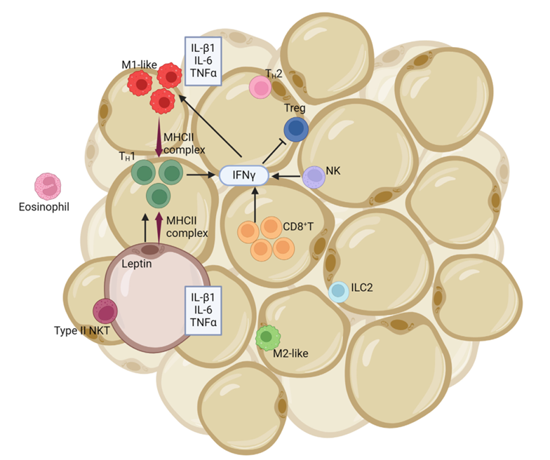 glutathione leptin receptor Receptors: Genetics and Hunger Validated Applications Leptin and the endocrine control