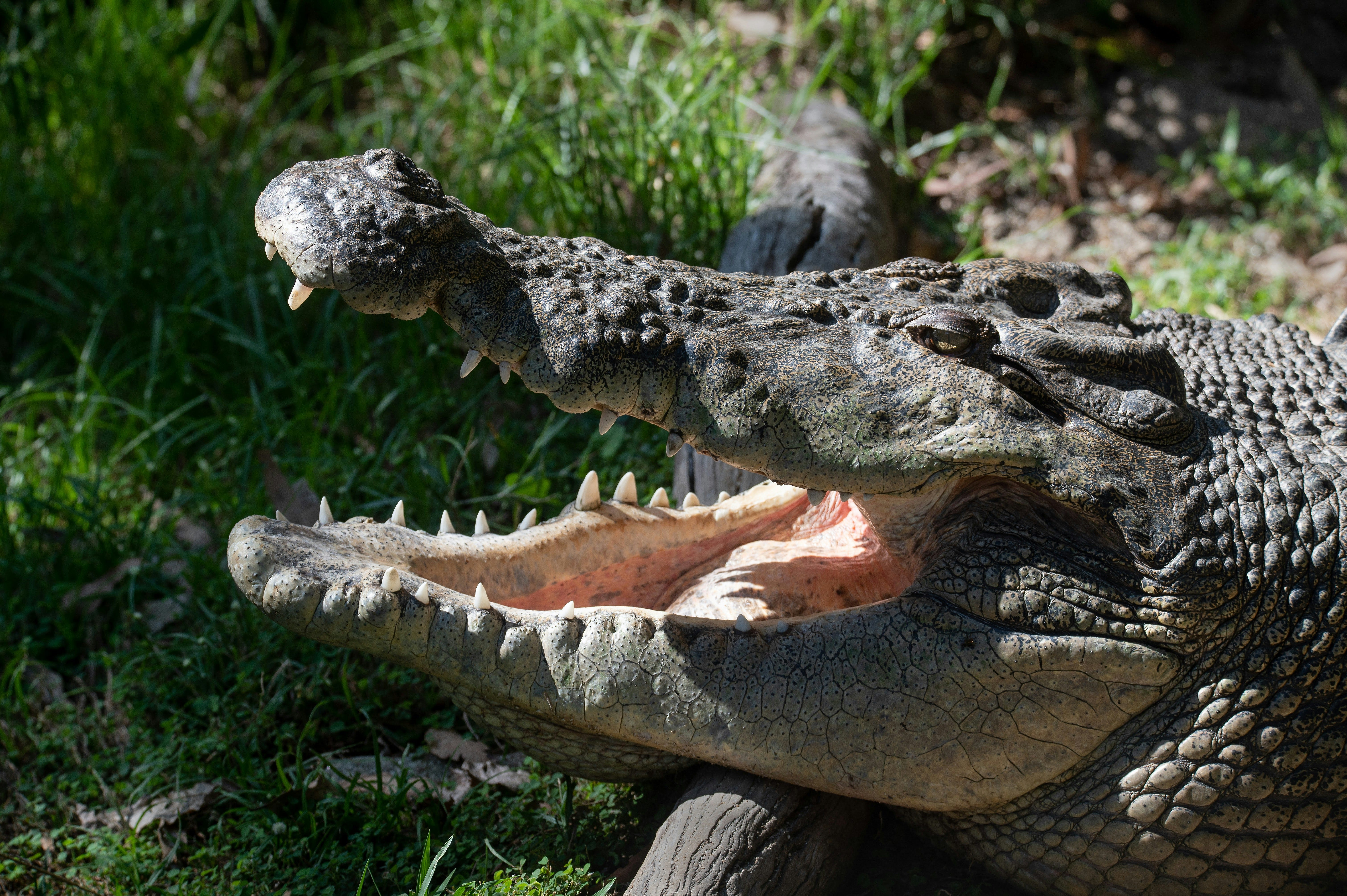 Crocodile Crap: Better Birth-Control Than You Might Expect | by Conni  Walkup Hull | Medium