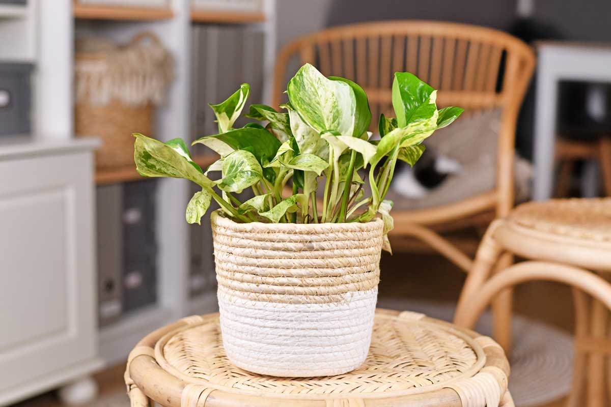 non variegated pothos Pothos Manjula main image 0