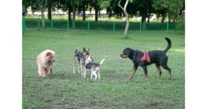 How to Stop Dogs from Breeding: Effective Tips to Prevent Litters