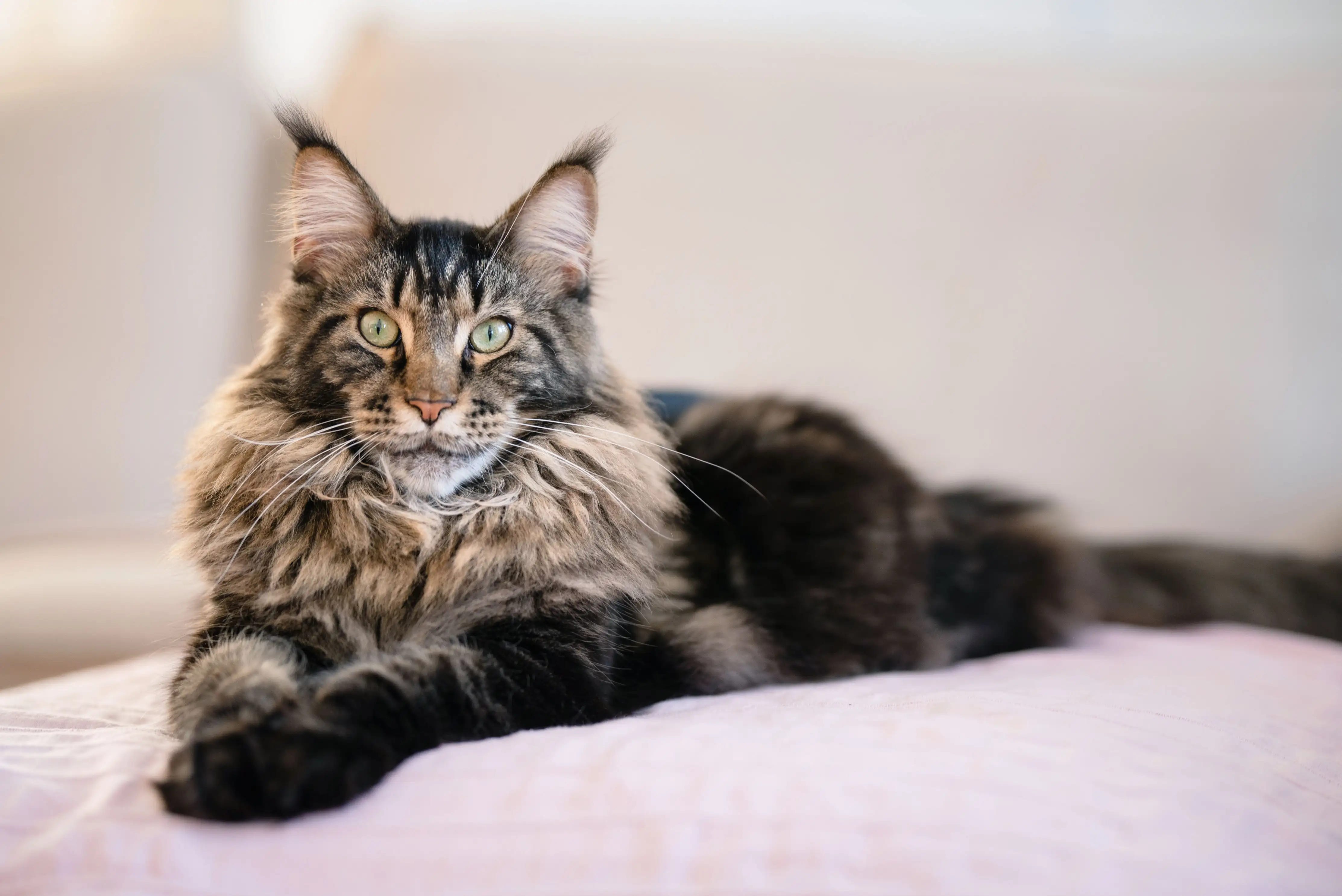 What Cat Breeds are Fit for Me: Discover Your Perfect Feline Match