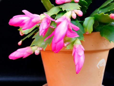 Cactus  The Evil Plant. What to do when you are stuck with a | by Gozde  Karamanoglu | Medium