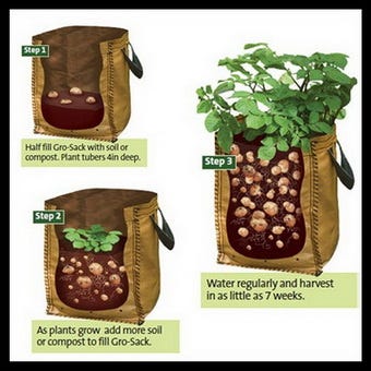 How to Plant the Potato in Containers | by Ella Zhai | Medium