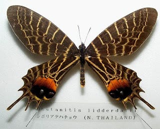 Bhutan Glory Butterfly. An impressive large butterfly from… | by