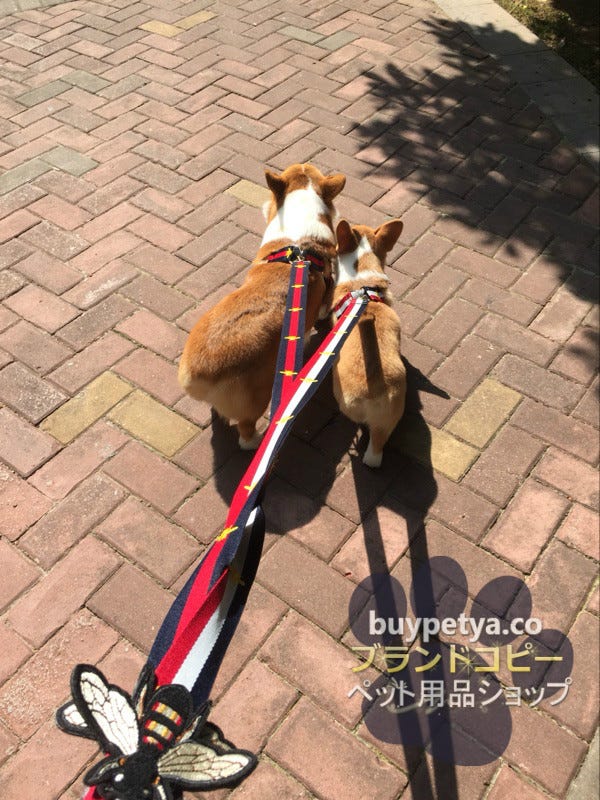 グッチ 犬用ハーネスリード 首輪 セット トムブラウン 犬 シャツ