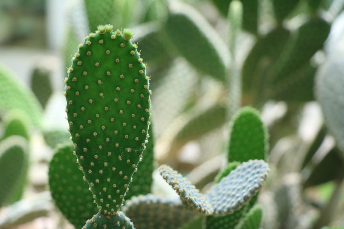 Bad Luck Plants in Feng Shui  9 Types You Should Remove Immediately | by  SiriVedya | Medium