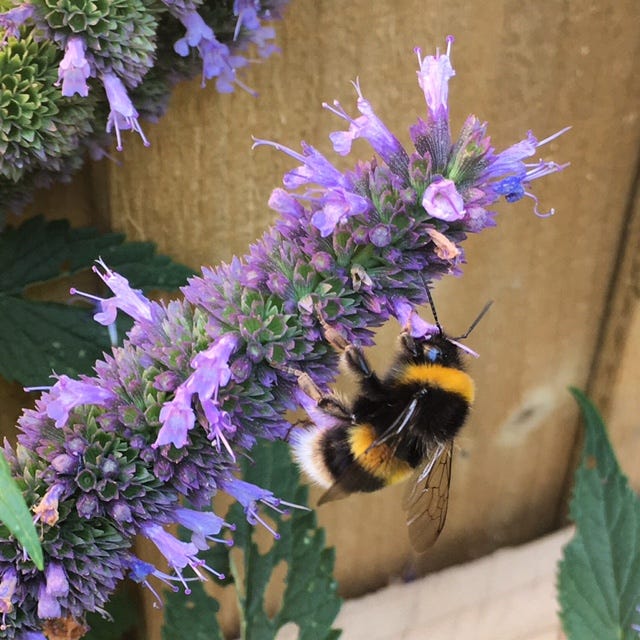 Supercharge Your Low-Maintenance Garden With This Showstopping Plant  Agastache  Blackadder | by Rowan Ambrose | Gardening, Birding, and Outdoor Adventure |  Medium