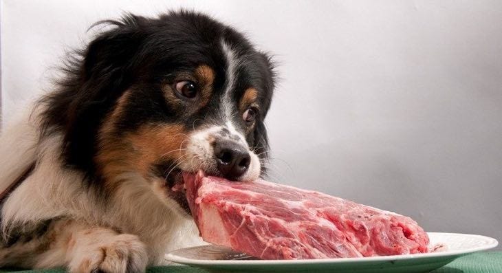 Is Raw Steak Good for Dogs: Expert Insights and Safety Tips