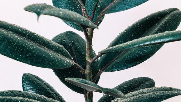 Rubber Plant: Benefits and Uses. Rubber plants, also known as Ficus | by  Marcie Pratt | Medium