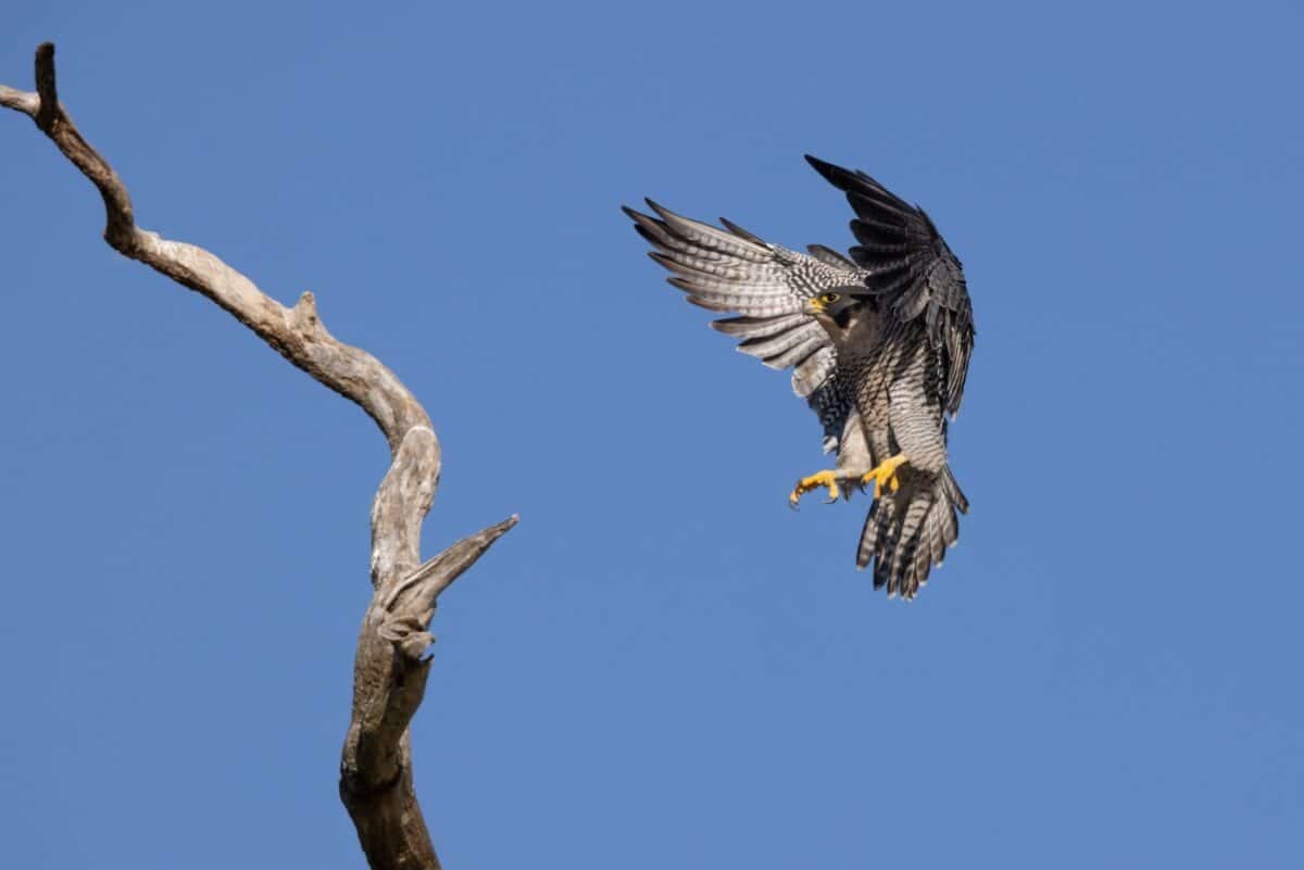 How the Swallow Can Evade the Swift Peregrine Falcon | by Animals Around  The Globe | Medium, image size:1200x801