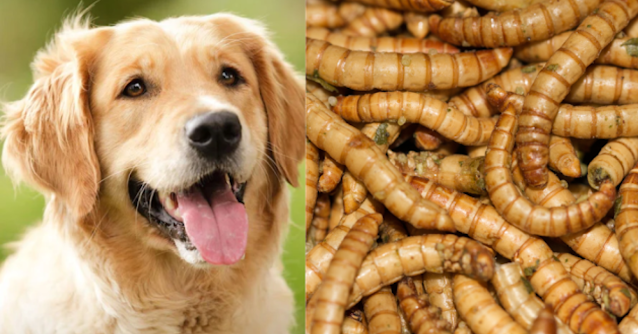 Can Dogs Get Worms from Bird Seed? Shocking Truth Revealed