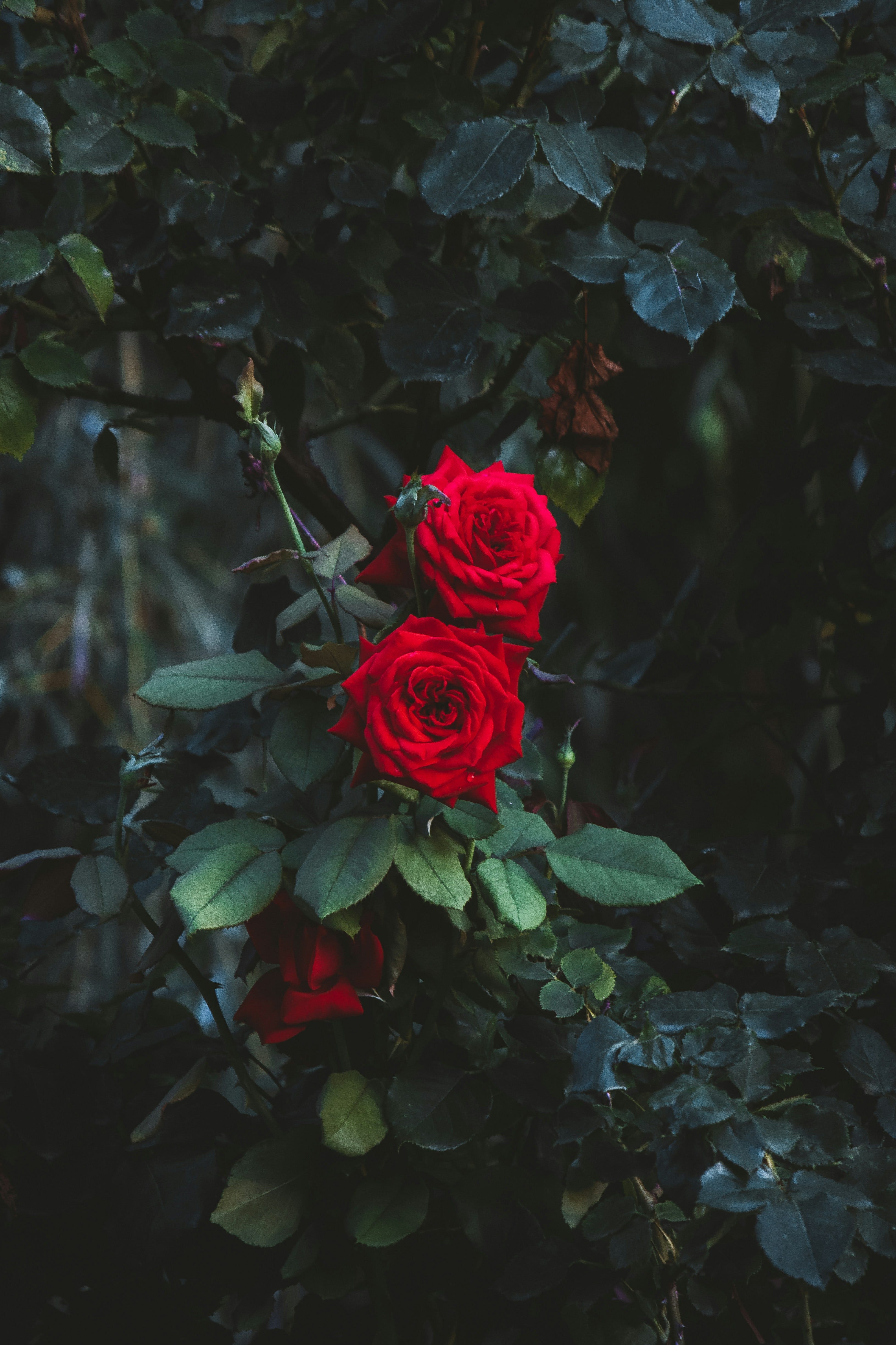 Photo by Nikita Muzheskyi on Unsplash