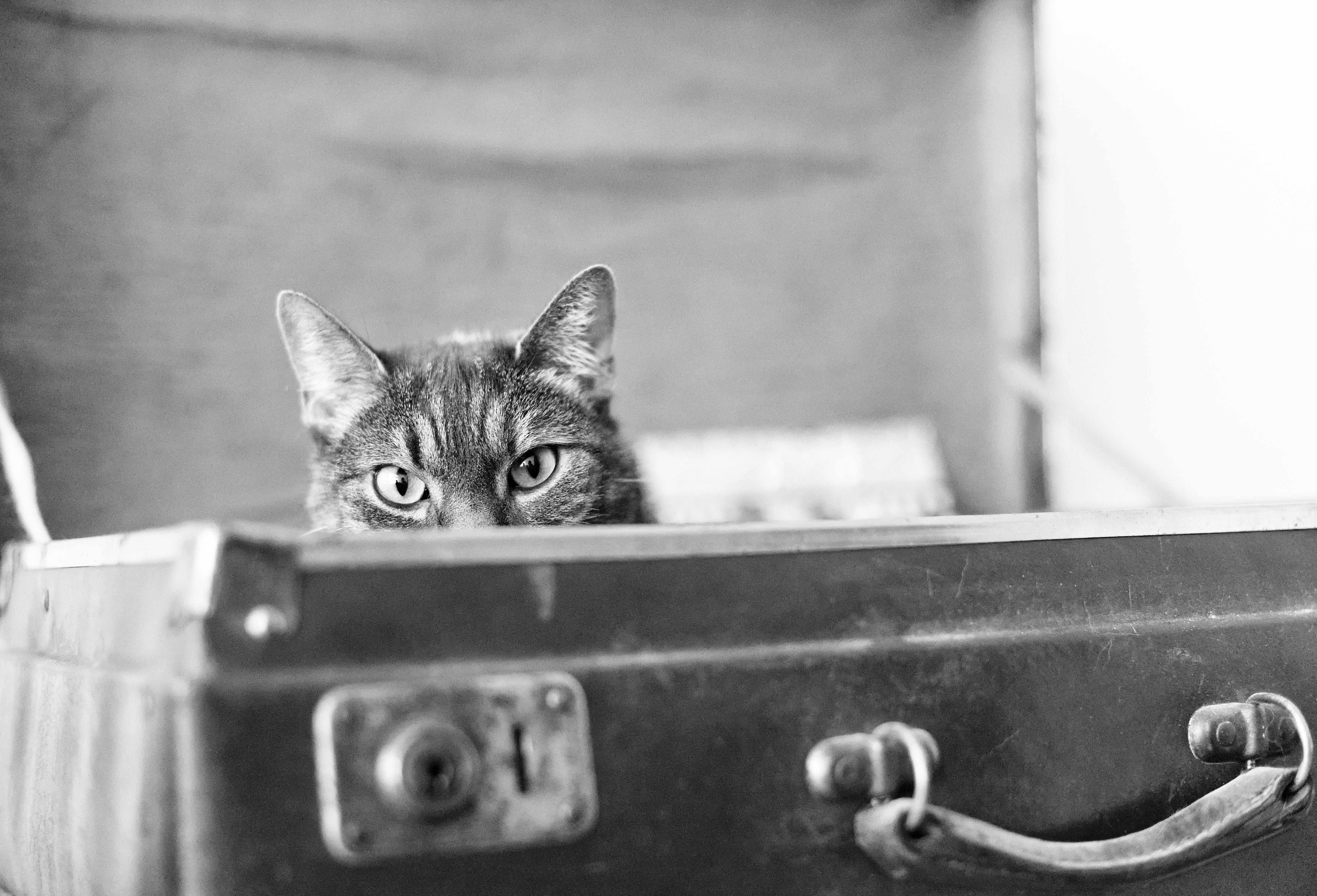 What Do Cats Think When We Go on Vacation: Surprising Insights Revealed