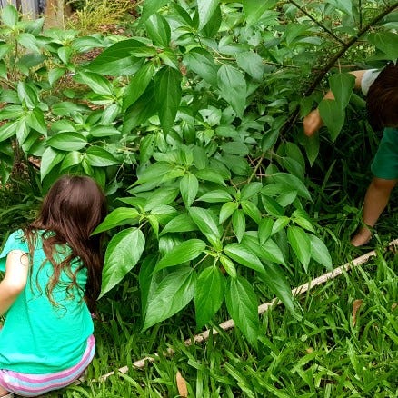Ten Australian Bush Food Plants for Your Garden | by Jane Frost (Jane Grows  Garden Rooms) | Tea with Mother Nature | Medium