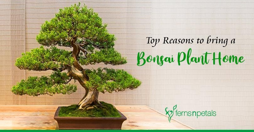 The Benefits of Keeping a Bonsai Tree at Home | by Mariya Kanegi | Medium