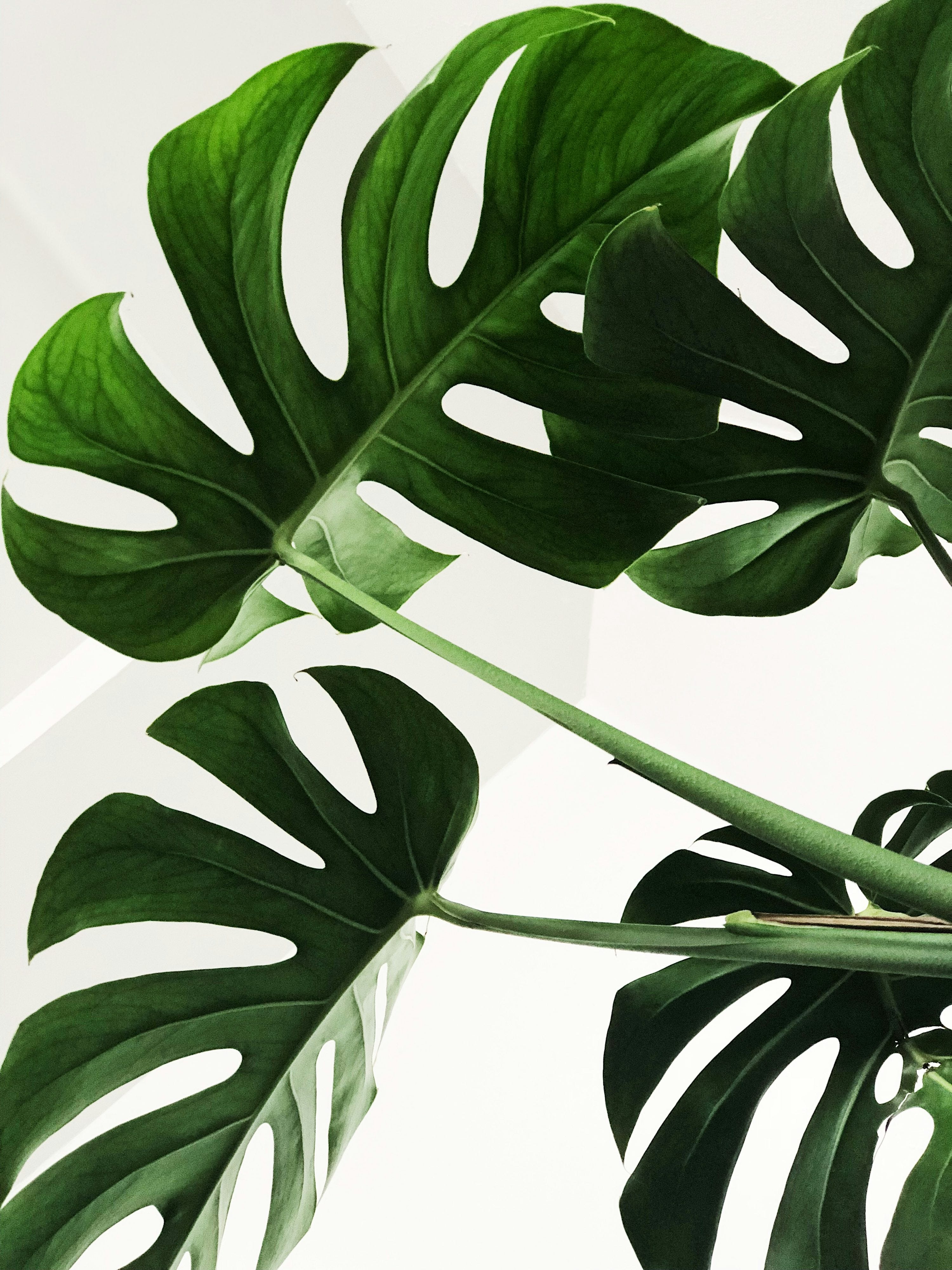 philodendron hederaceum cream splash Philodendron Hederaceum - Cream Splash main image 0