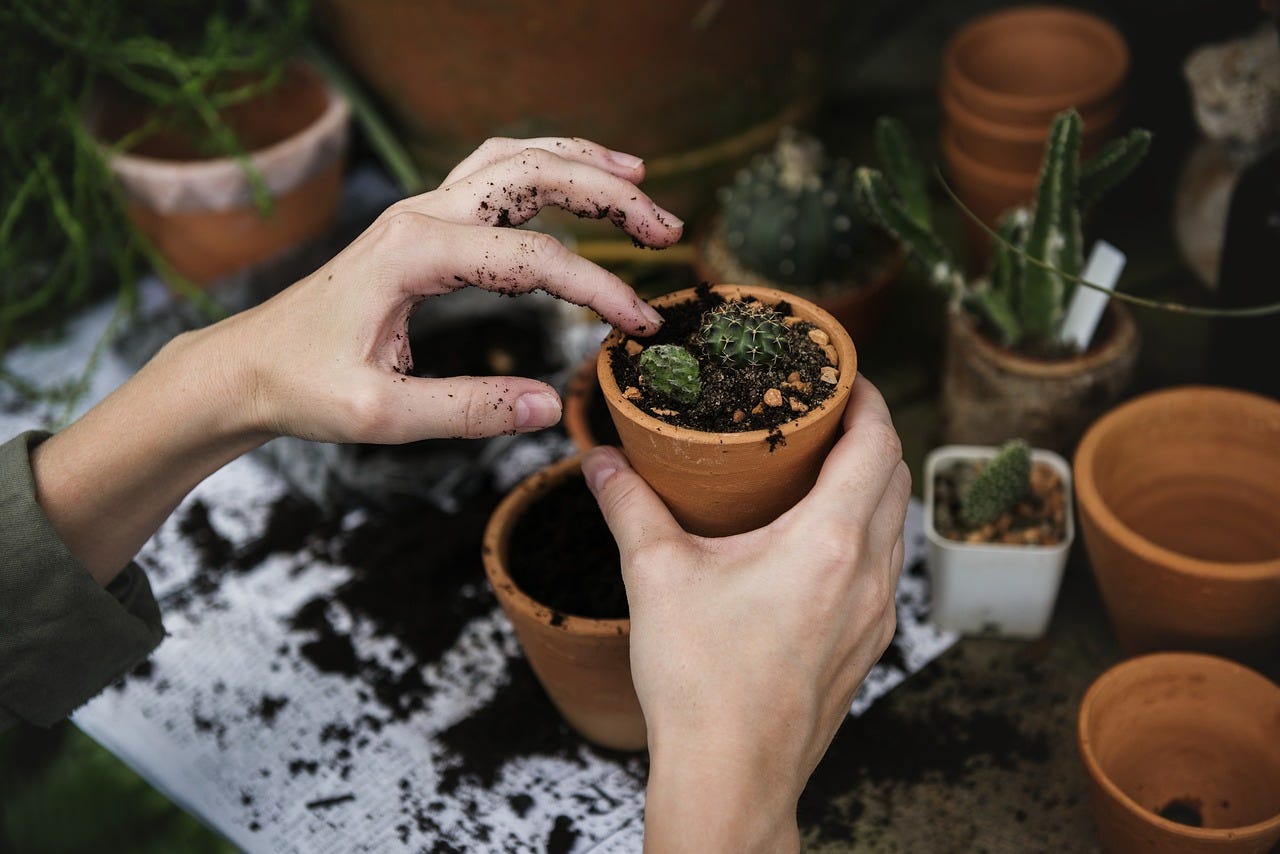 Watermelon Seed Saving Techniques | by John Walker | Medium