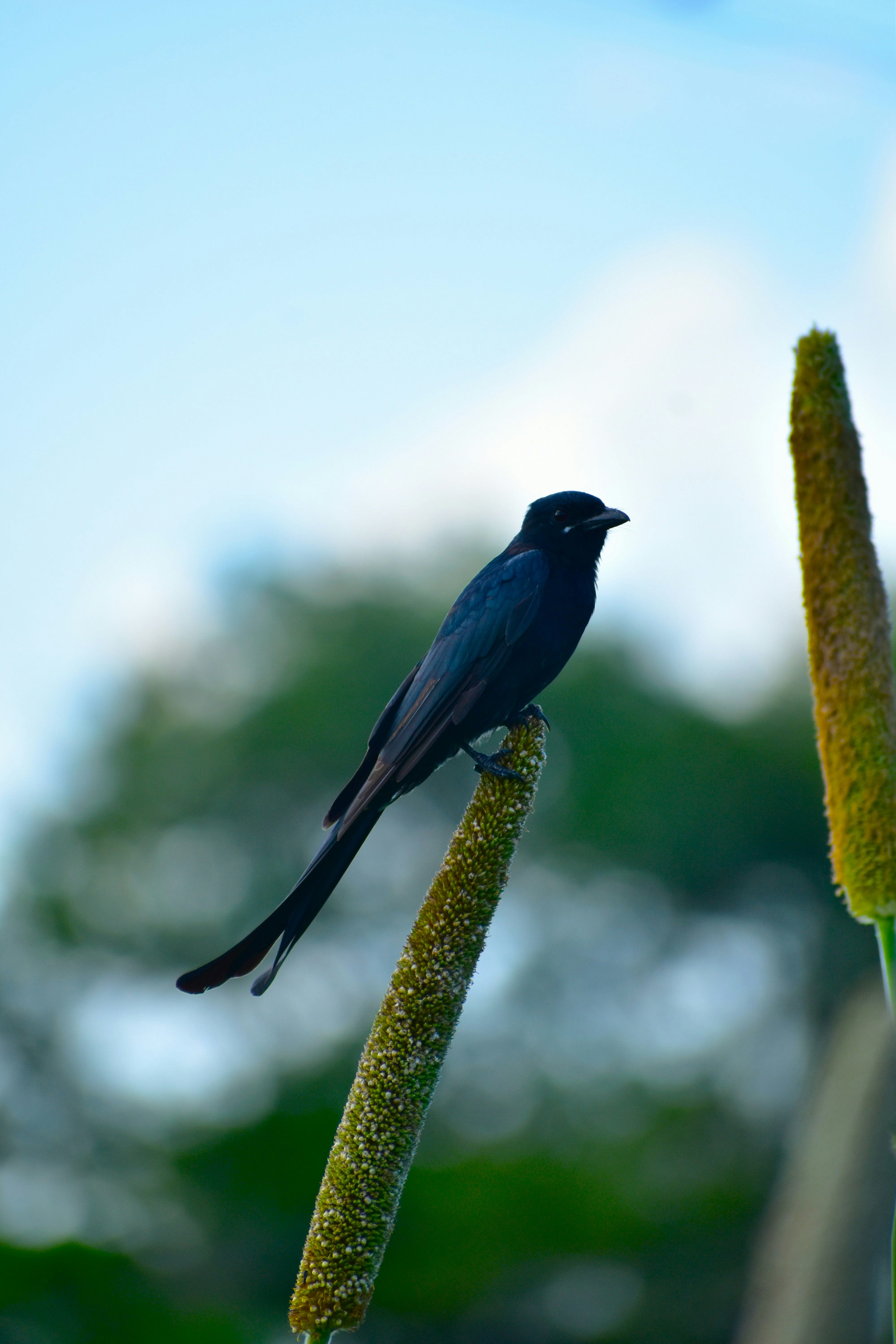 Why are Birds Chirping in the Middle of the Night 