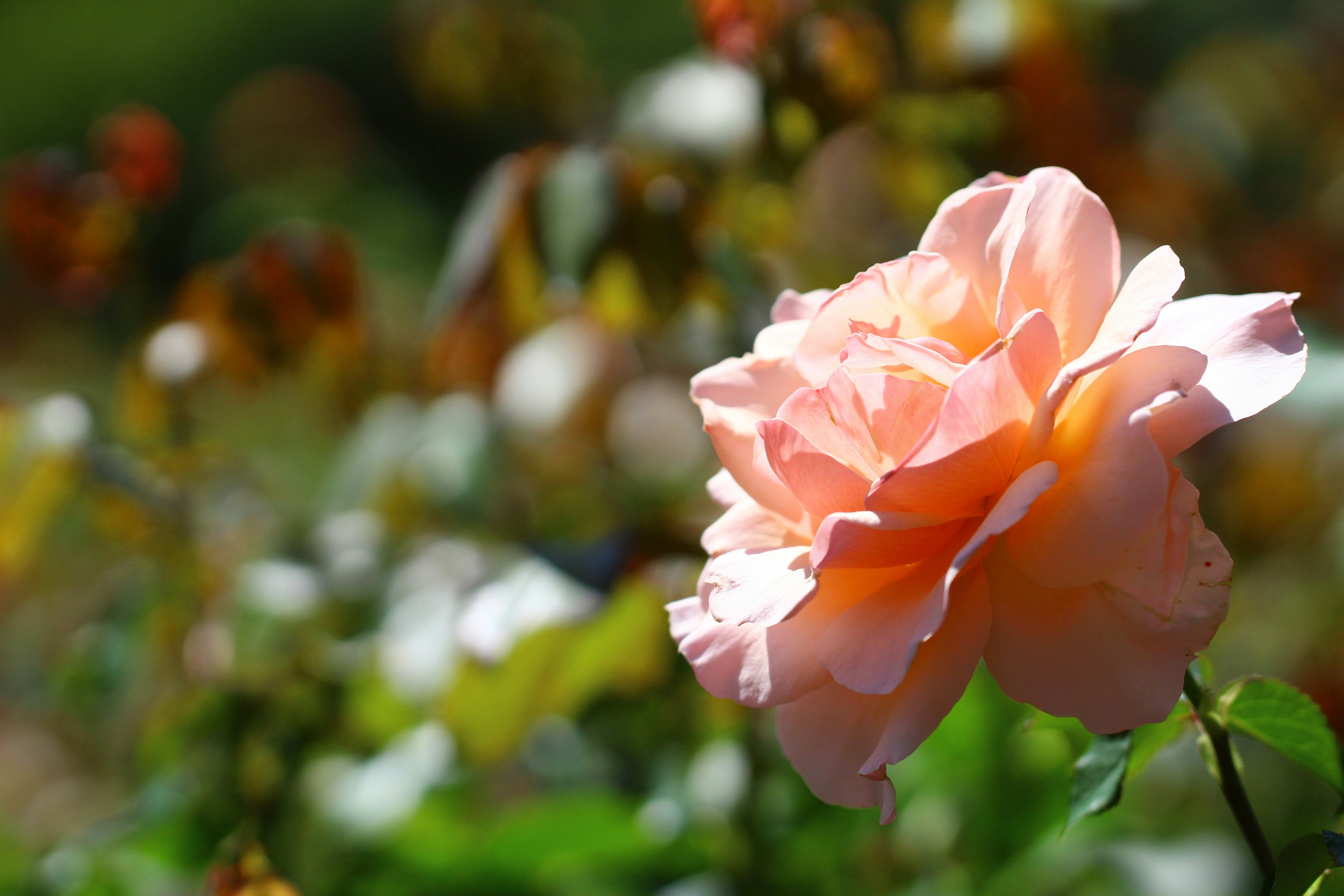 Photo by Victoria Falkos on Unsplash