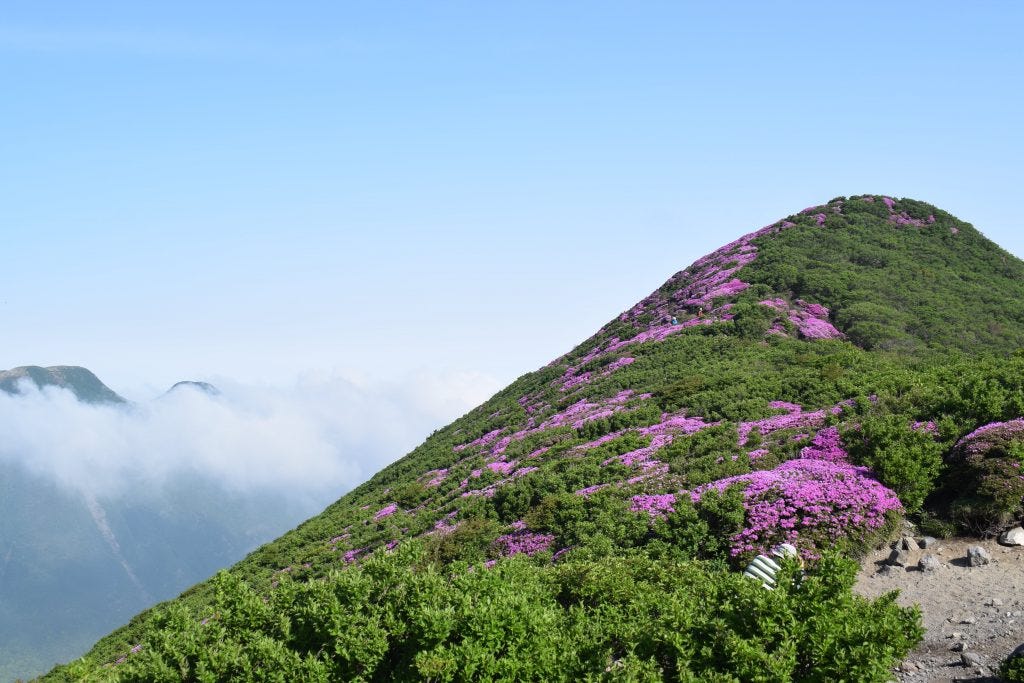 The pink mountains of Kyushu. I ventured to the centre of Kyushu