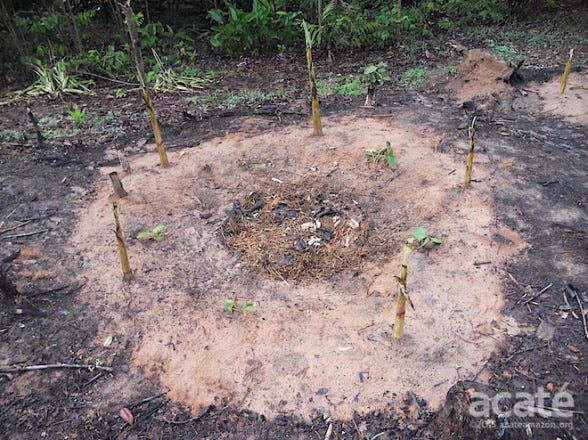 3 Steps to Rightly Plant Your Plantain Suckers for Maximum Yield | by Alabi  Israel | Medium