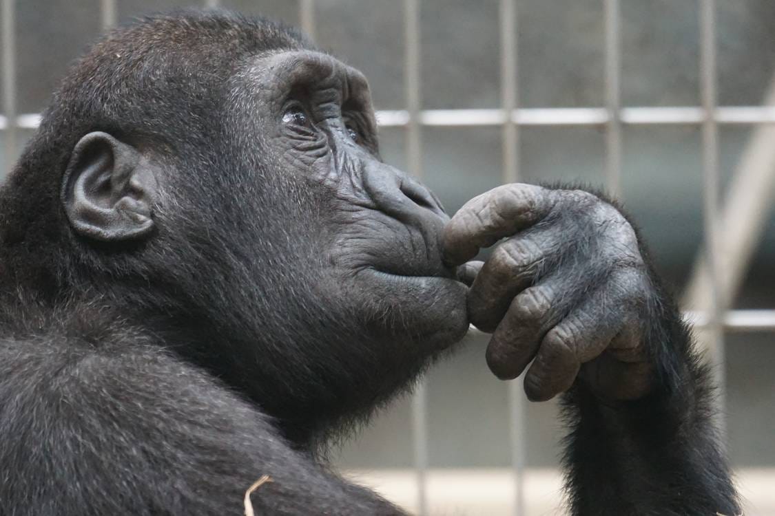 A gorilla holding his hand to his chin in a pose suggesting he is thinking