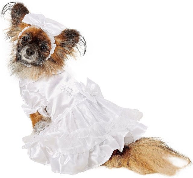 large dog bridesmaid dress Big Dog Wedding Dress | Poshdoglife.com