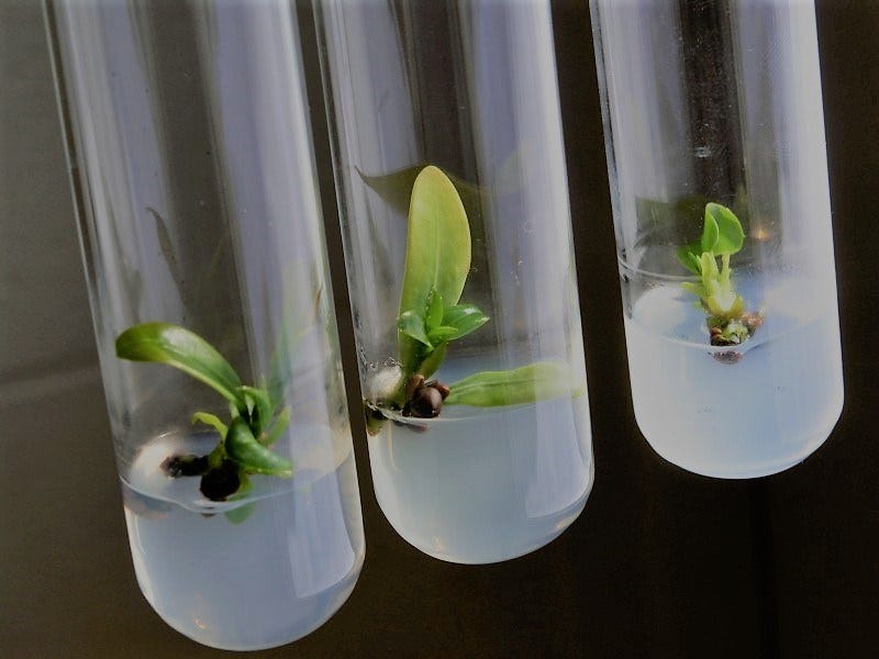 Micropropagation- In vitro propagation | by Kiranjeet Kaur | ILLUMINATION |  Medium
