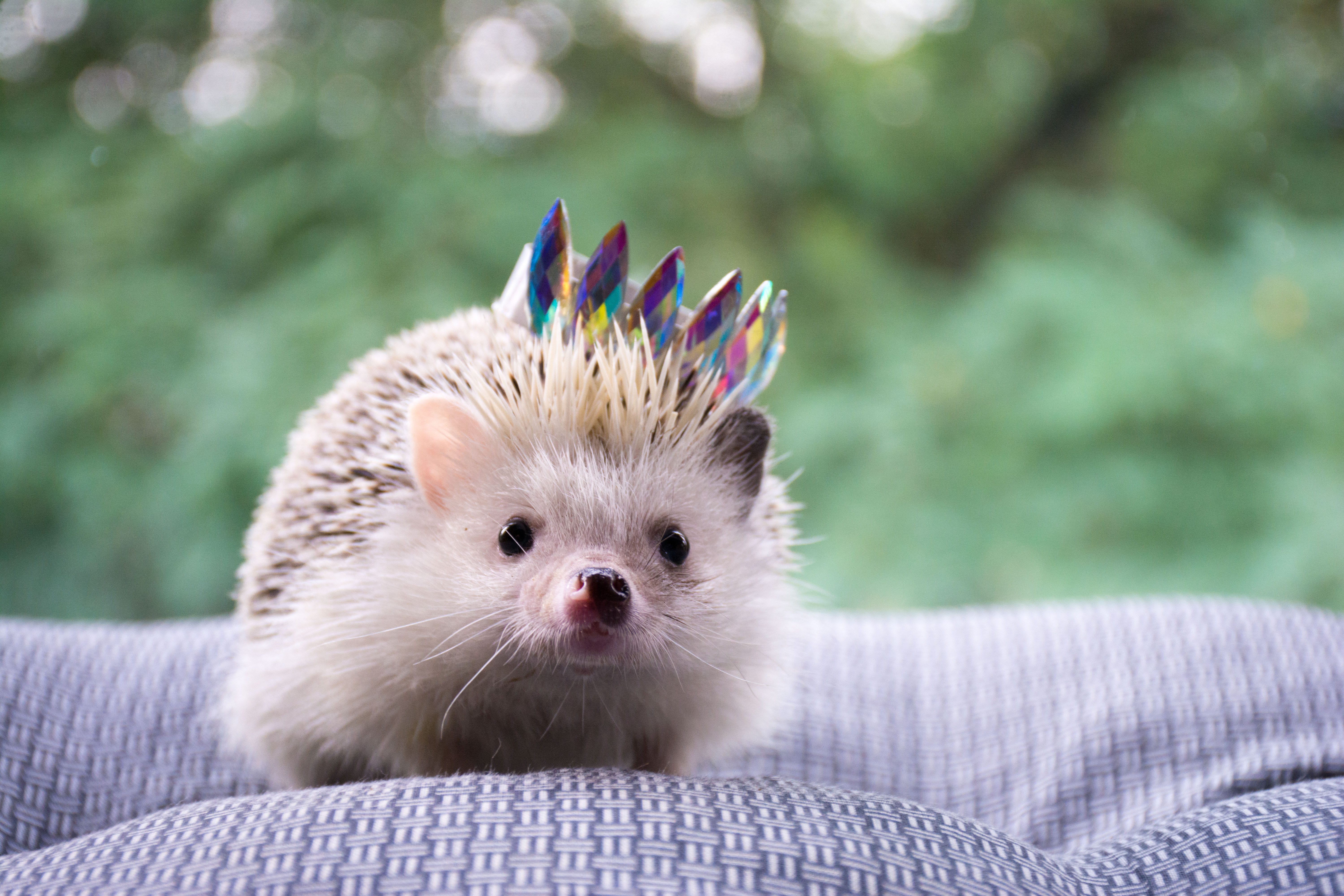 Hedgehog Care And Maintenance: Essential Tips for Happy Pets