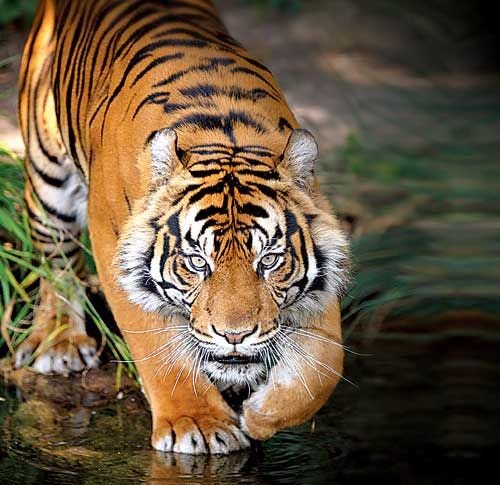 Sundarban Royal Bengal Tiger