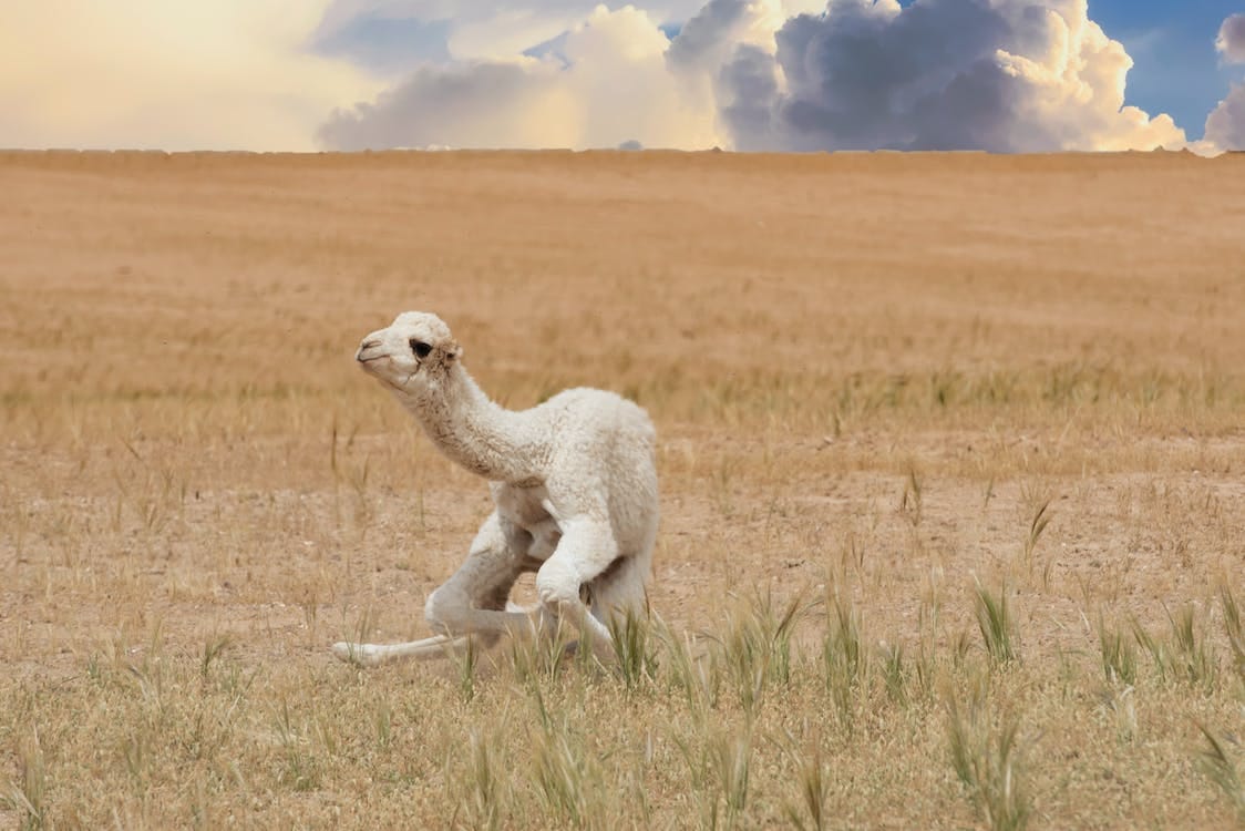 Review — LLaMA: Open and Efficient Foundation Language Models | by