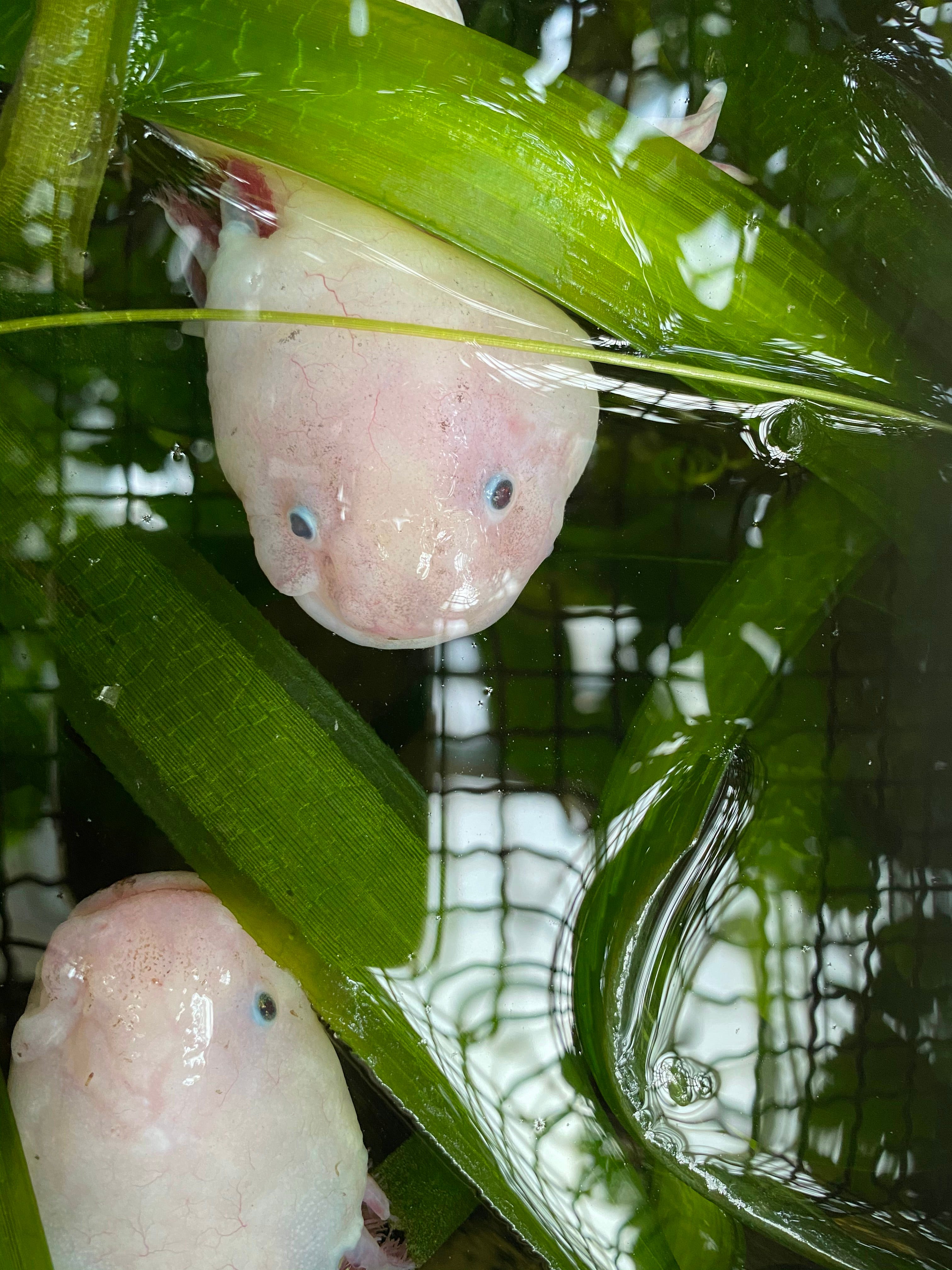 Rare Axolotl Colours