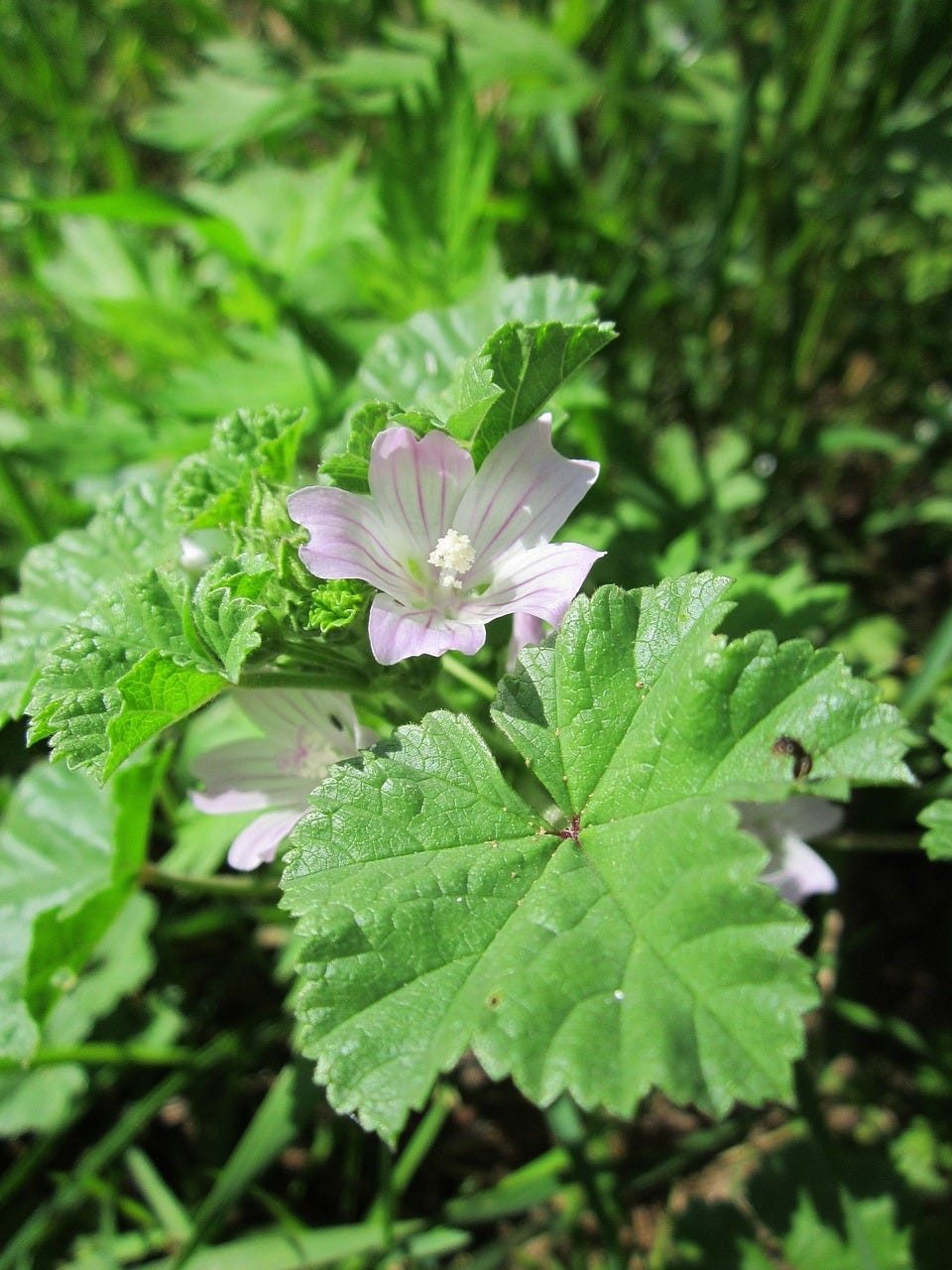 Is Common Mallow an Aphrodisiac?. Superfood and Medicinal Qualities of |  by David L. Davis, Ph.D. | Medium