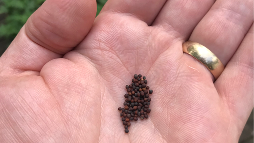 Size of a mustard seed