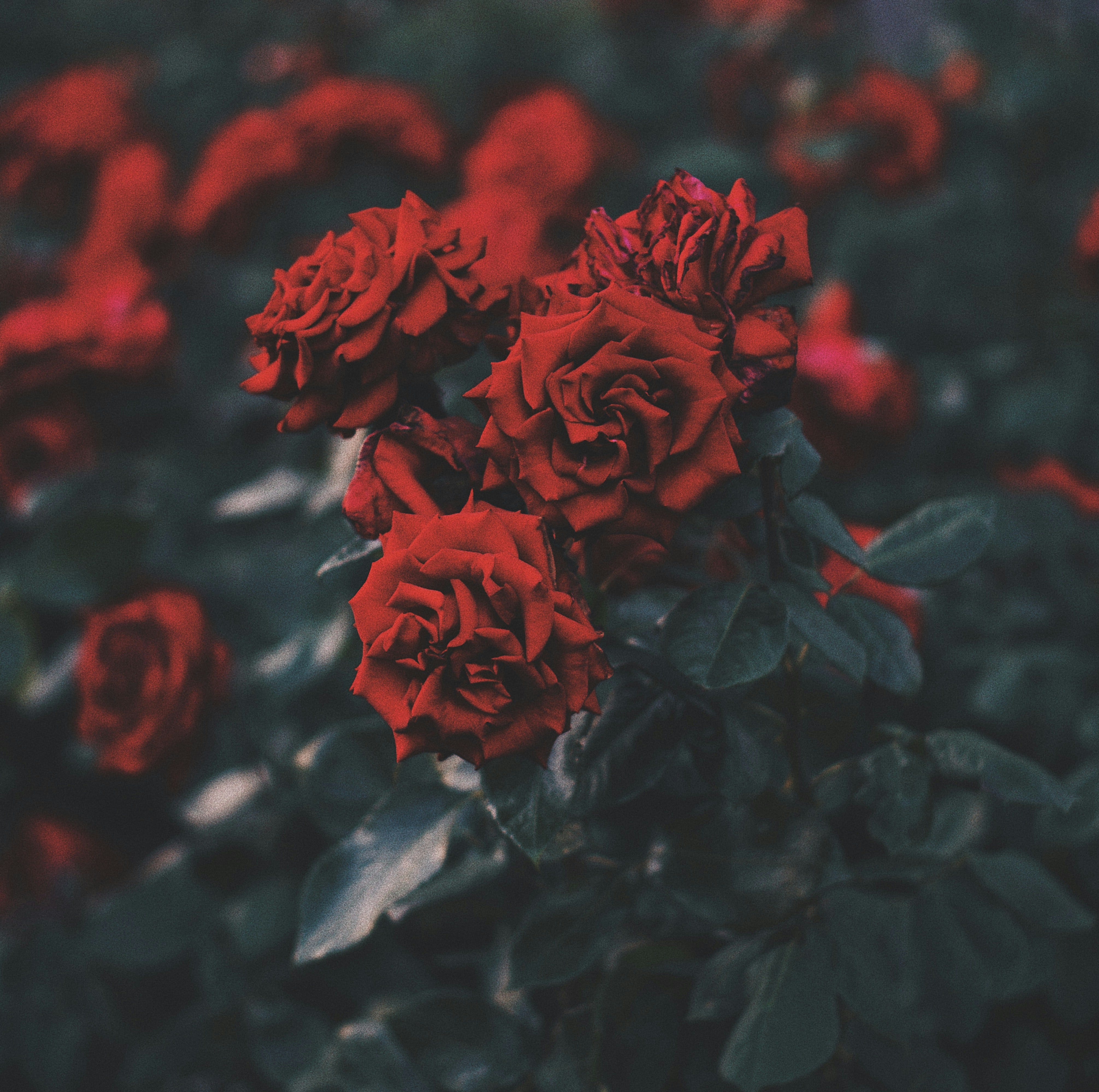 Photo by Oleg Ivanov on Unsplash