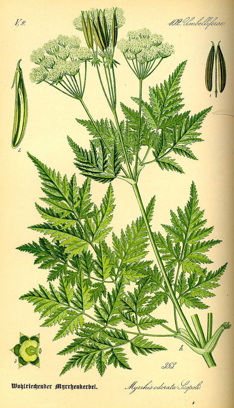 Anise of the Forest: Sweet Cicely  A Botanical History | by Danielle  Herring | Plant Based Past | Medium