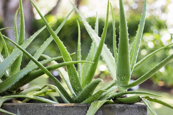 Aloe Vera: a universal panacea?. The last couple of weeks, like many | by  Rachel Zorn Kindermann | Plant Based Paradise | Medium