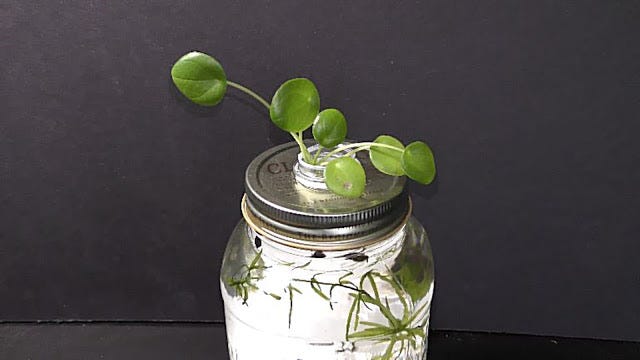 Growing Chinese Money Plant in Water | by Michael Langerman | Medium