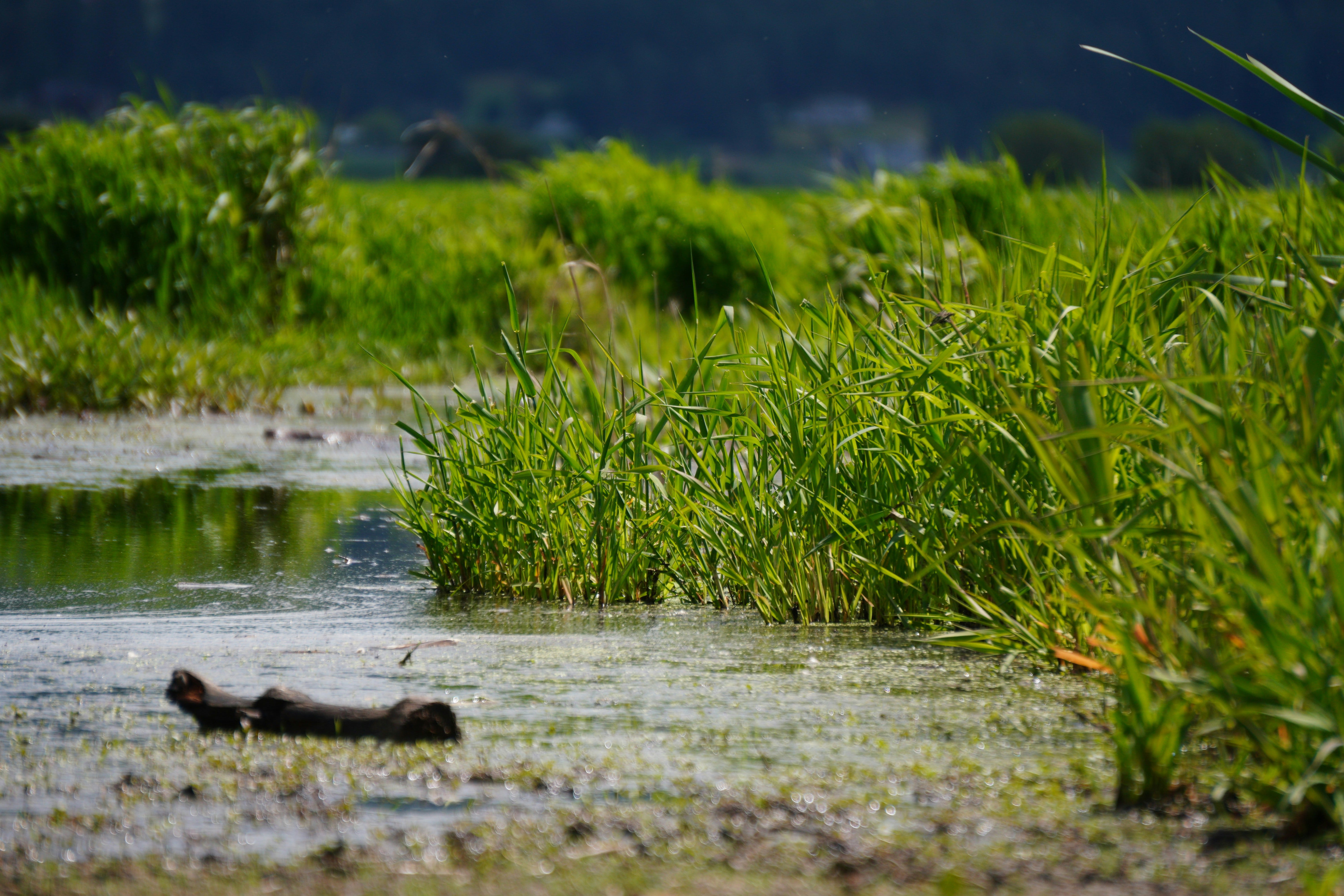 Photo by Koy Gregerson on Unsplash